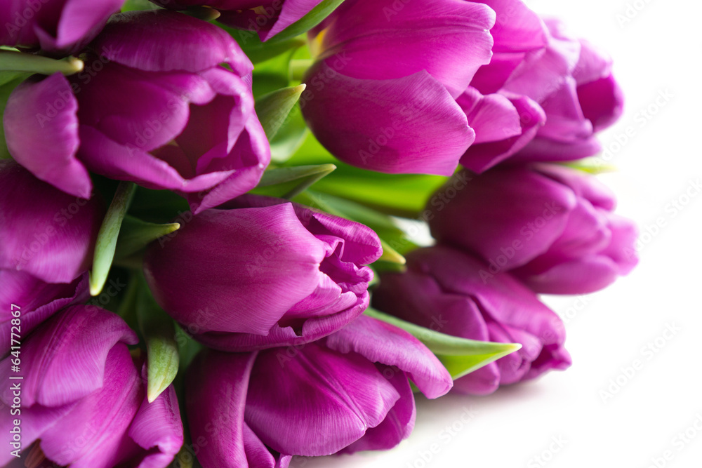 Fototapeta premium A still-life photo of a springtime bouquet of purple tulips lying on white background. Mother's day, Easter, birthday greeting card concept.