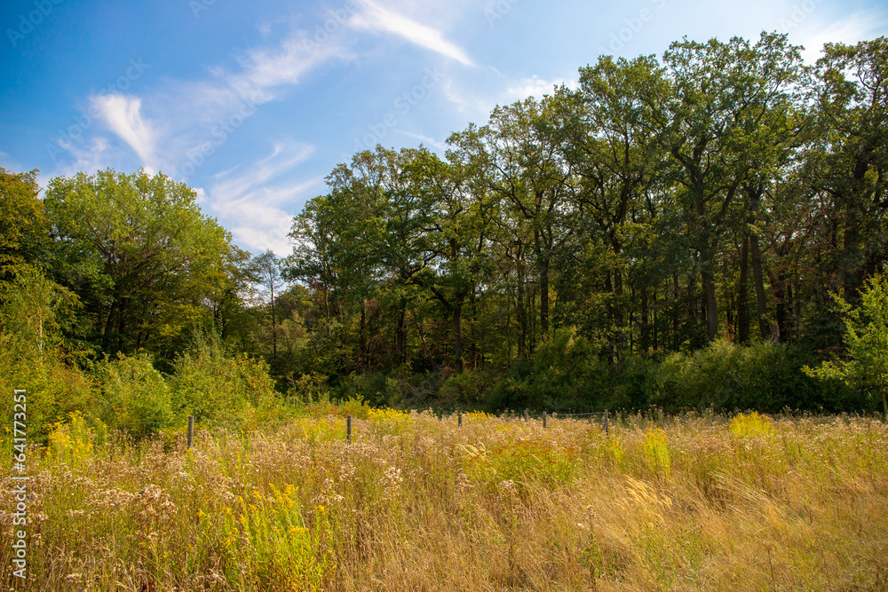 Panorama of a forest with a tree in the foreground