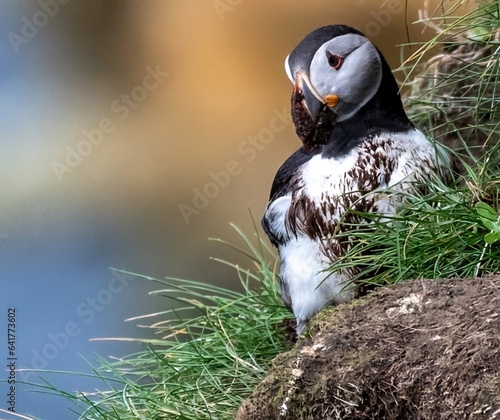 Puffin digging its nesting burrow