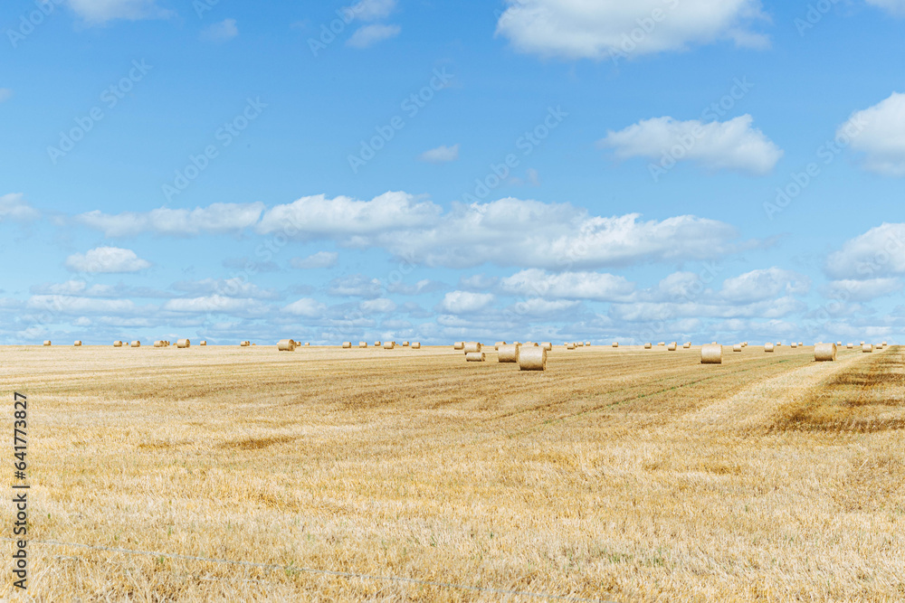 Hay field Hay field