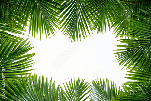 palm leaves frame © Hasanul