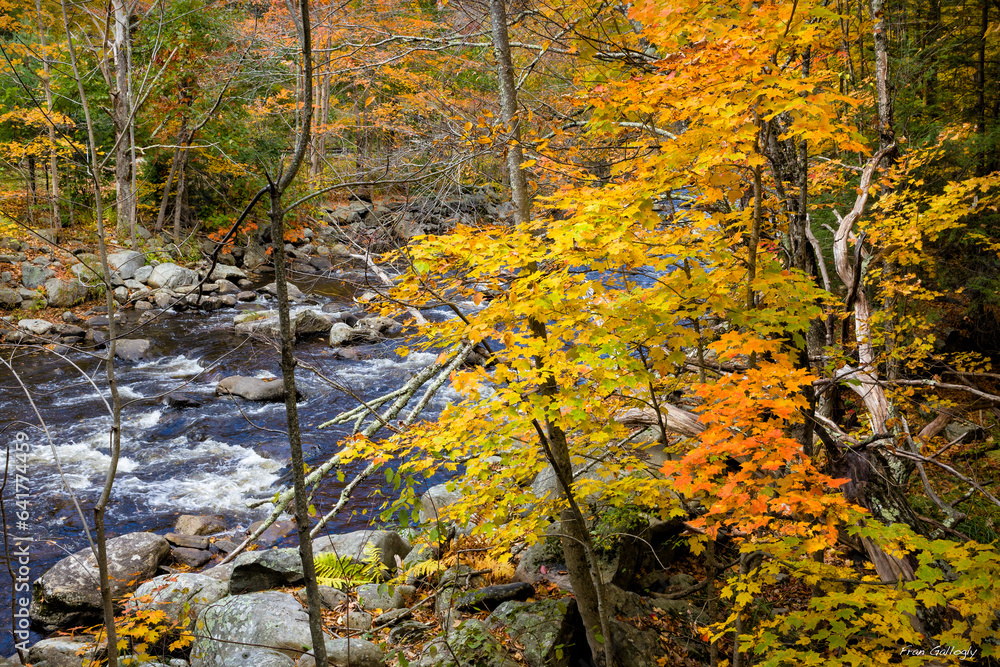 Autumn foliage on the Farmington River, Massachusetts. Autumn foliage on the Farmington River, Massachusetts.