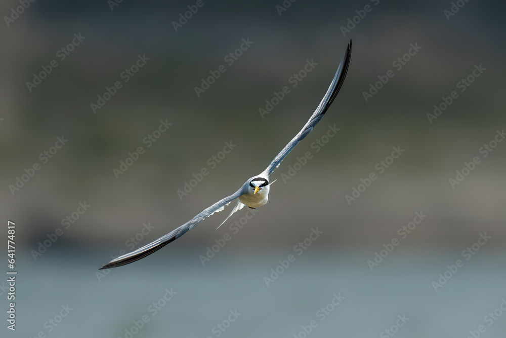 A bird flying in the air