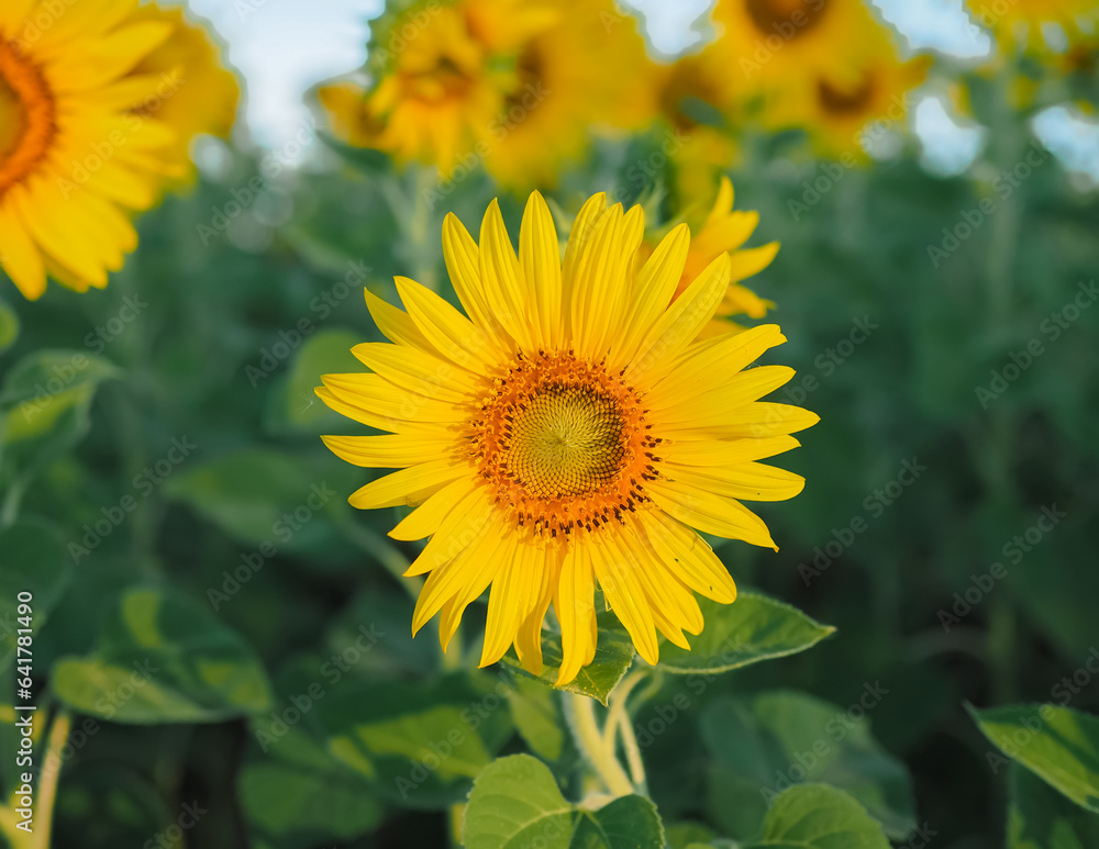 Close up sunflower in the sunflower filed Close up sunflower in the sunflower filed