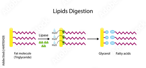 Lipid Digestion. Fat Molecule, triglyceride, Lipase enzyme catalyzes the hydrolysis of fats to Fatty Acids And Glycerol. Colorful scientific diagram. Vector Illustration. photo