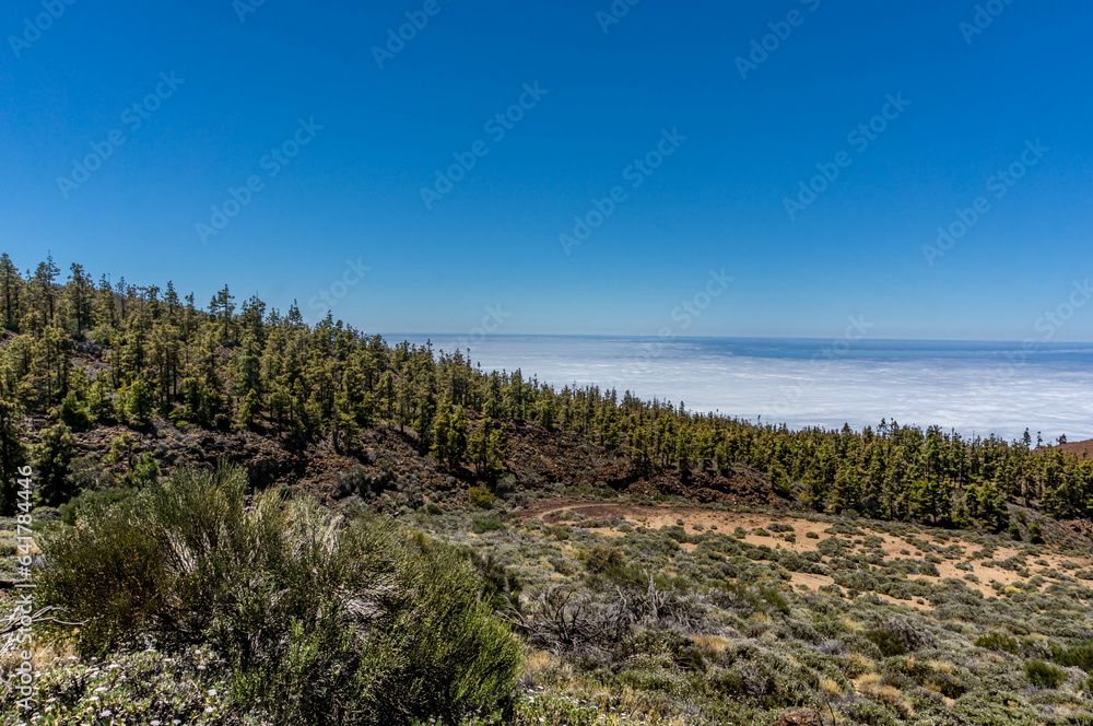 A field with bushes and forest among volcanic rocks above clouds. Hiking trail A field with bushes and forest among volcanic rocks above clouds. Hiking trail
