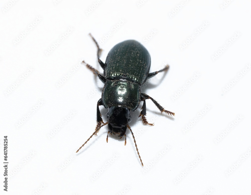 Bugs Insects Closeup harpalus affinis, green ground beetles isolated on white background moving Bugs Insects Closeup harpalus affinis, green ground beetles isolated on white background moving