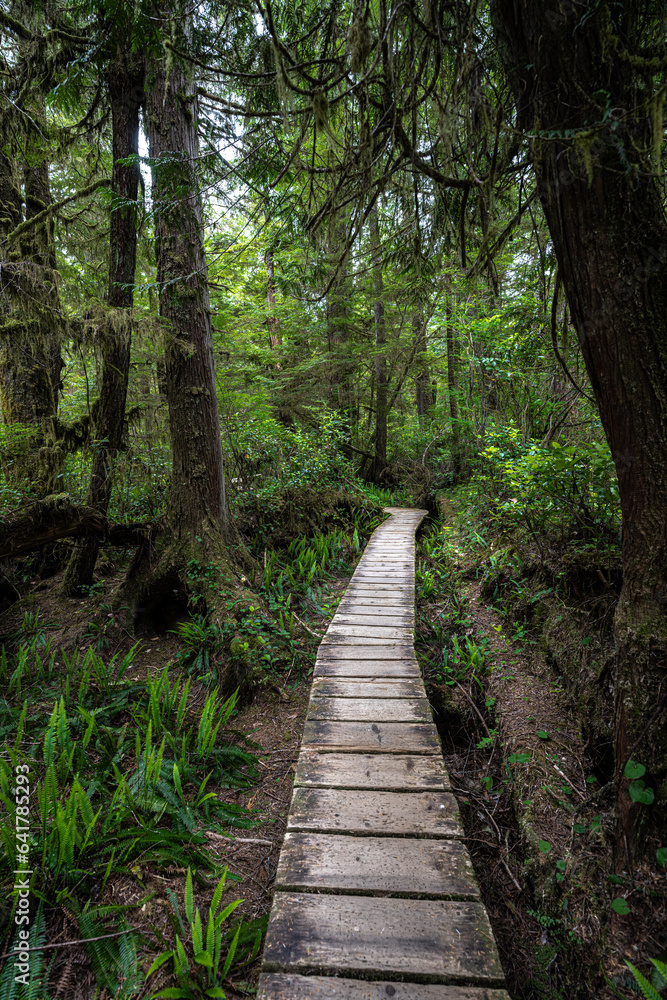 Rainforest Trail in the Pacific Rim National Park, Vancouver Island Rainforest Trail in the Pacific Rim National Park, Vancouver Island