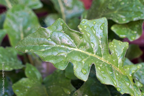 Gerbera leaves are dark green in appearance. The edges of the leaves are unevenly notched. Both sides of the leaf edge curve towards the midrib. Under the leaves and petioles have thin hairs in detail