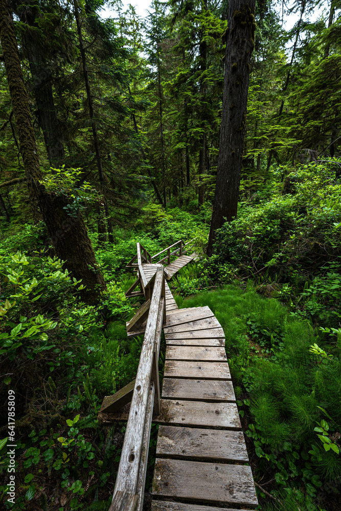 Fototapeta premium Rainforest Trail in the Pacific Rim National Park, Vancouver Island