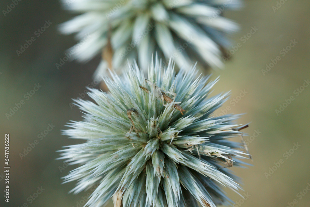 Primer plano de cardo de la planta Echinops sphaerocephalus, Alcoi, España Primer plano de cardo de la planta Echinops sphaerocephalus, Alcoi, España