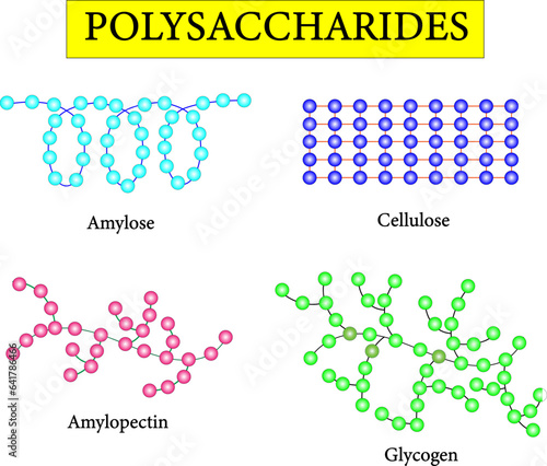 Polysaccharide types.Scientific conception. Amylose ,Cellulose , Amylopectin and Glycogen. Vector illustration. 