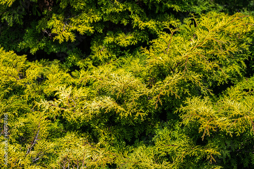 Plumose Sawara Cypress (Chamaecyparis pisifera) ‘Plumosa Aurea’