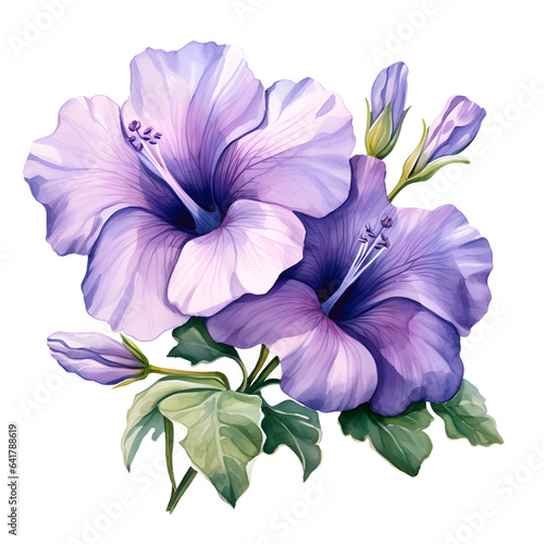 Fototapeta Naklejka Na Ścianę i Meble -  Water color beautiful petunia flower illustration png clip art
