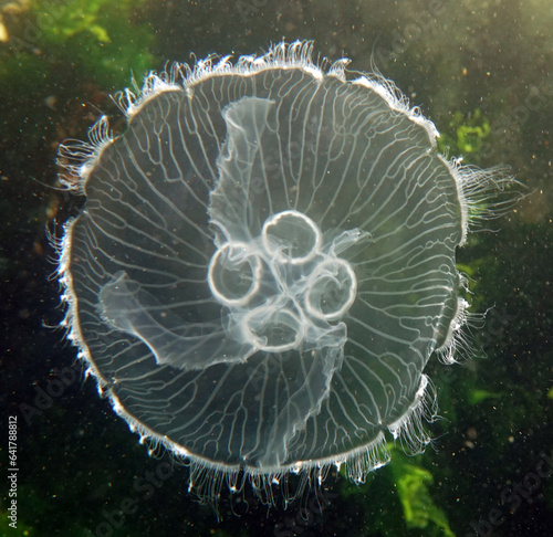 Aurelia aurita jellyfish in the Sea of Marmara
