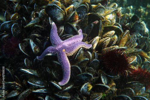 Purple starfish on mussels, in the Sea of Marmara