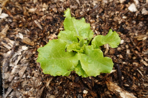 growing lettuce in the backyard garden. Lettuce varieties in the ground. lettuce growing