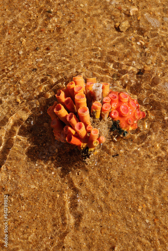 Coral in Santa tereza Brazil photo