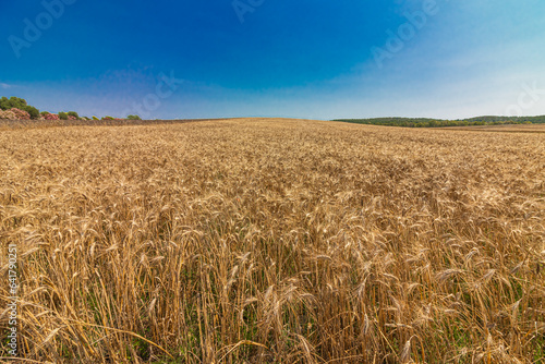 Durum wheat field photo