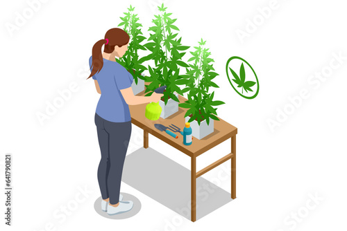 Isometric flowering cannabis plants. Herbal alternative medicine, cbd oil, pharmaceptical industry. Organic Cannabis Herbal Tea. Can be used for medical purposes for sleep and anxiety