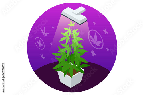 Isometric flowering cannabis plants growing indoor garden at. Herbal alternative medicine, cbd oil, pharmaceptical industry. Organic Cannabis Herbal Tea. Can be used for medical purposes for sleep and
