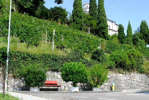 Vigneti sulle colline di Porza nella regione di Lugano, Canton Ticino, Svizzera. photo