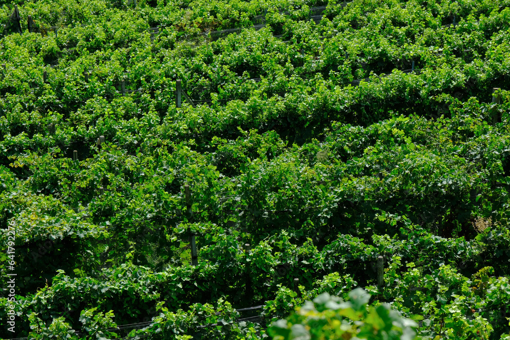 Un vigneto di uve Merlot alla fine del mese di agosto a Porza, Canton Ticino, Svizzera.