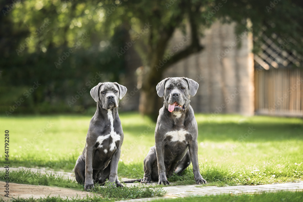 two young cane corso dogs sitting in the backyard in summer