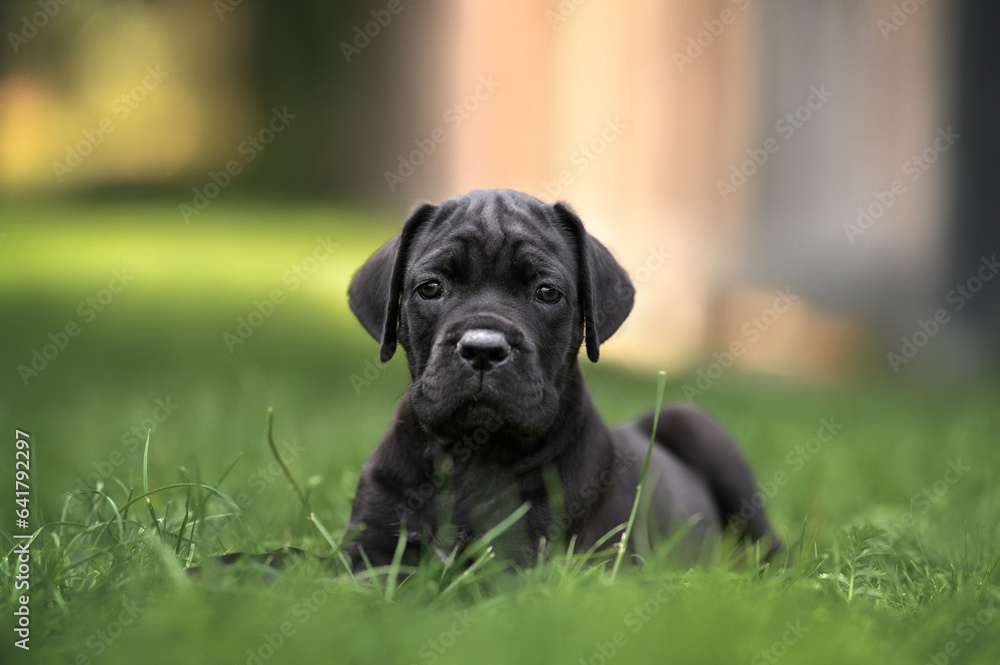 cute cane corso puppy lying on grass outdoors