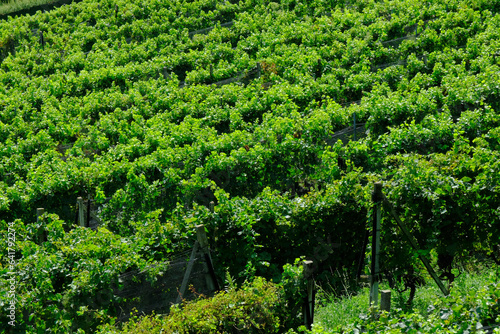 Un vigneto di uve Merlot alla fine del mese di agosto a Porza, Canton Ticino, Svizzera. photo