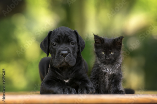 black cane corso puppy and maine coon kitten posing together outdoors