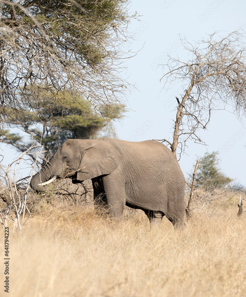 Fototapeta premium An elephant in Kruger National Park