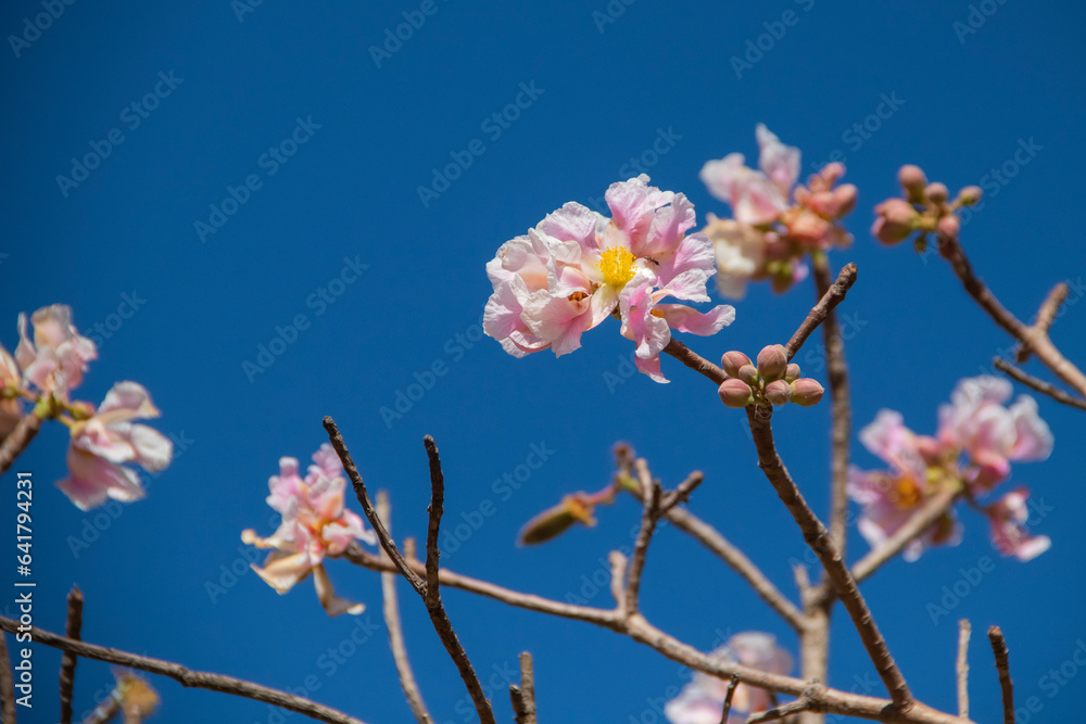 Brazilian Savannah Flower. The Brazilian flowers are delicate, beautiful, rare and have many colors. Brazilian Savannah Flower. The Brazilian flowers are delicate, beautiful, rare and have many colors.