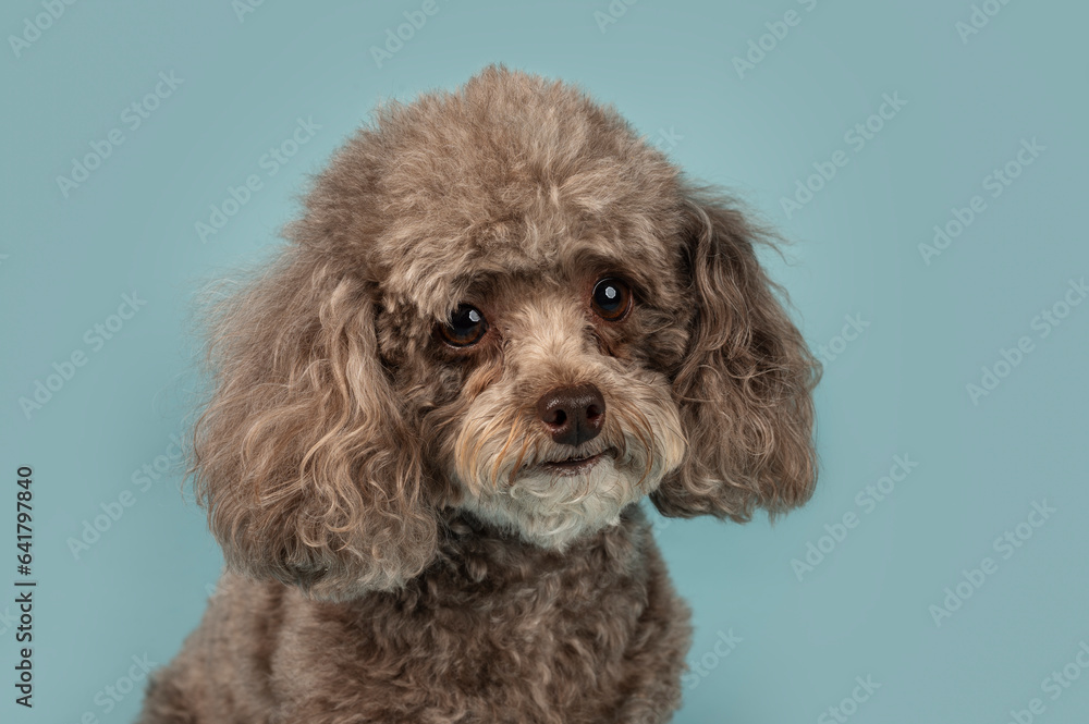 One brown Cockapoo dog looking at the camera in the studio by a blueish background One brown Cockapoo dog looking at the camera in the studio by a blueish background