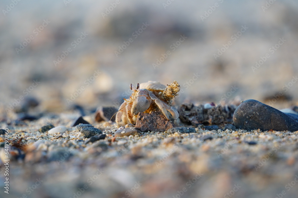 krab-egipt