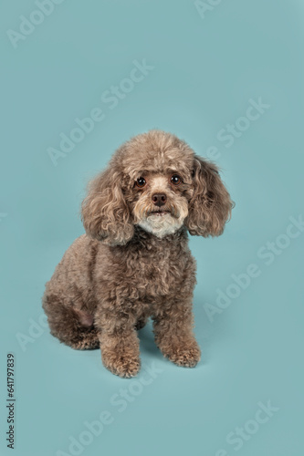 One brown Cockapoo dog looking at the camera in the studio by a blueish background