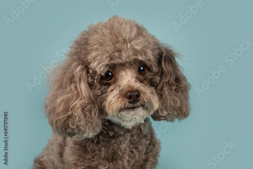 One brown Cockapoo dog looking at the camera in the studio by a blueish background © Alessandra Sawick