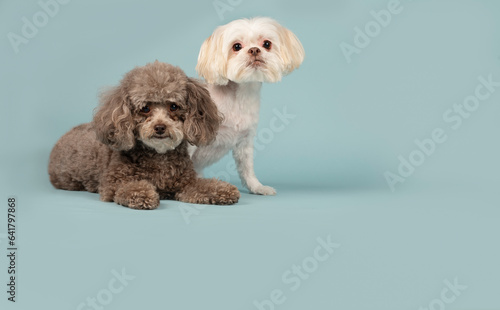 Brown Cockapoo and white Shih Tzu dog posing in the studio looking at the camera by a blueish background