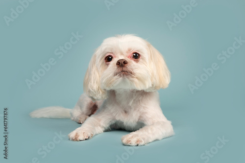 One white Shih Tzu dog lying and resting on the floor looking at the camera in the studio by a blueish background