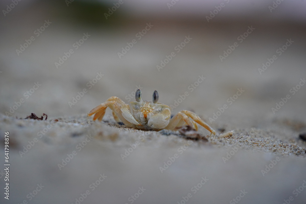 krab-egipt