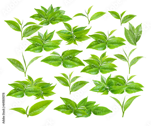 green tea leaf on transparent png