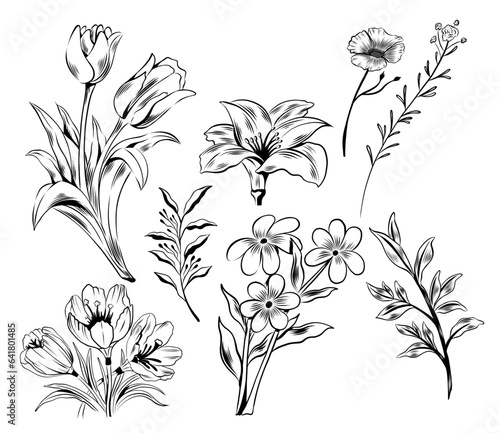 Hand-Drawn Plants and Flowers vector board (ID: 641801485)