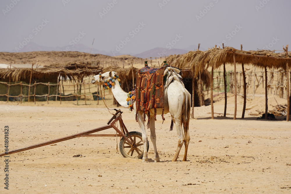 camel-desert-egipt