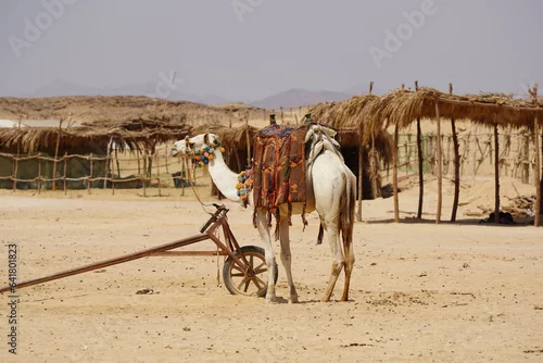 Fototapeta samoprzylepna camel-desert-egipt