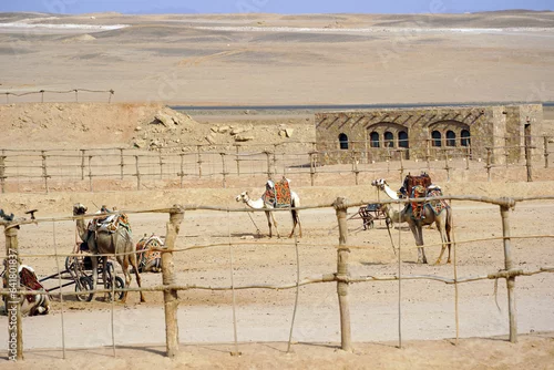 Fototapeta samoprzylepna camel-desert-egipt