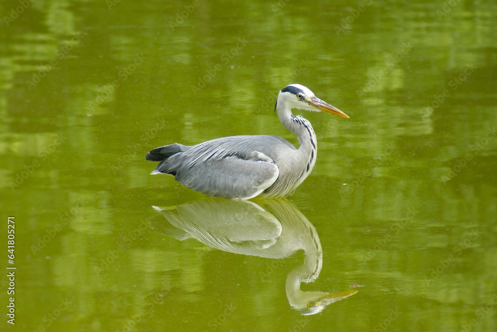 Grey Heron (Ardea cinerea) standing in a pond in Zurich, Switzerland Grey Heron (Ardea cinerea) standing in a pond in Zurich, Switzerland