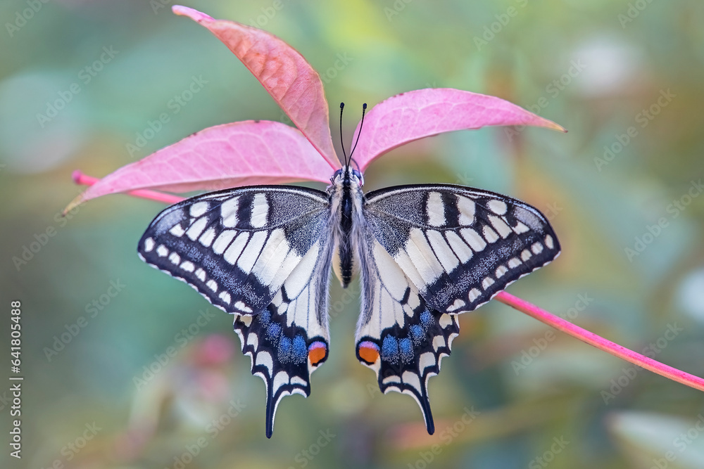 Swallowtail butterfly (Papilio machaon) perched on an autumn branch with spread wings on blurred pastel colors, Italy.