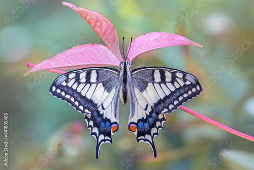 Obraz na płótnie Swallowtail butterfly (Papilio machaon) perched on an autumn branch with spread wings on blurred pastel colors, Italy. w salonie