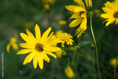 Yellow flower in the garden. nature background. selective focus.