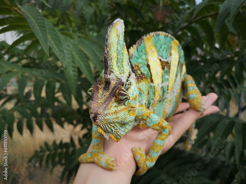 My chameleons photo